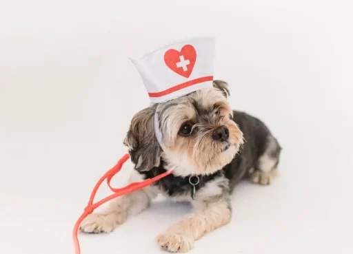 ¿Cómo utilizar las pantallas led de publicidad en una veterinaria?